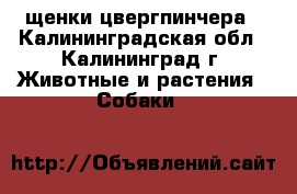 щенки цвергпинчера - Калининградская обл., Калининград г. Животные и растения » Собаки   